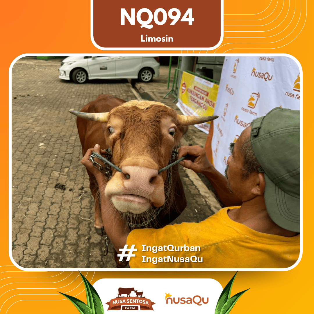 Sapi Limosin NQ094 2026 Bobot 600Kg foto 2