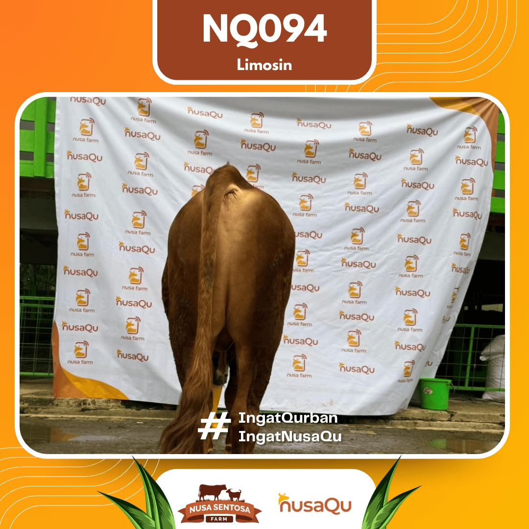 Sapi Limosin NQ094 2026 Bobot 600Kg foto 3