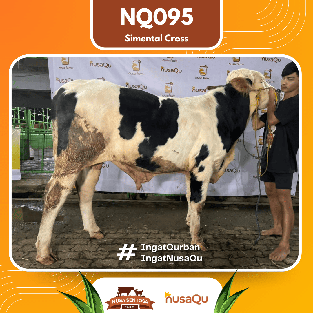 Sapi Simental Cross NQ095 2026 Bobot 575Kg