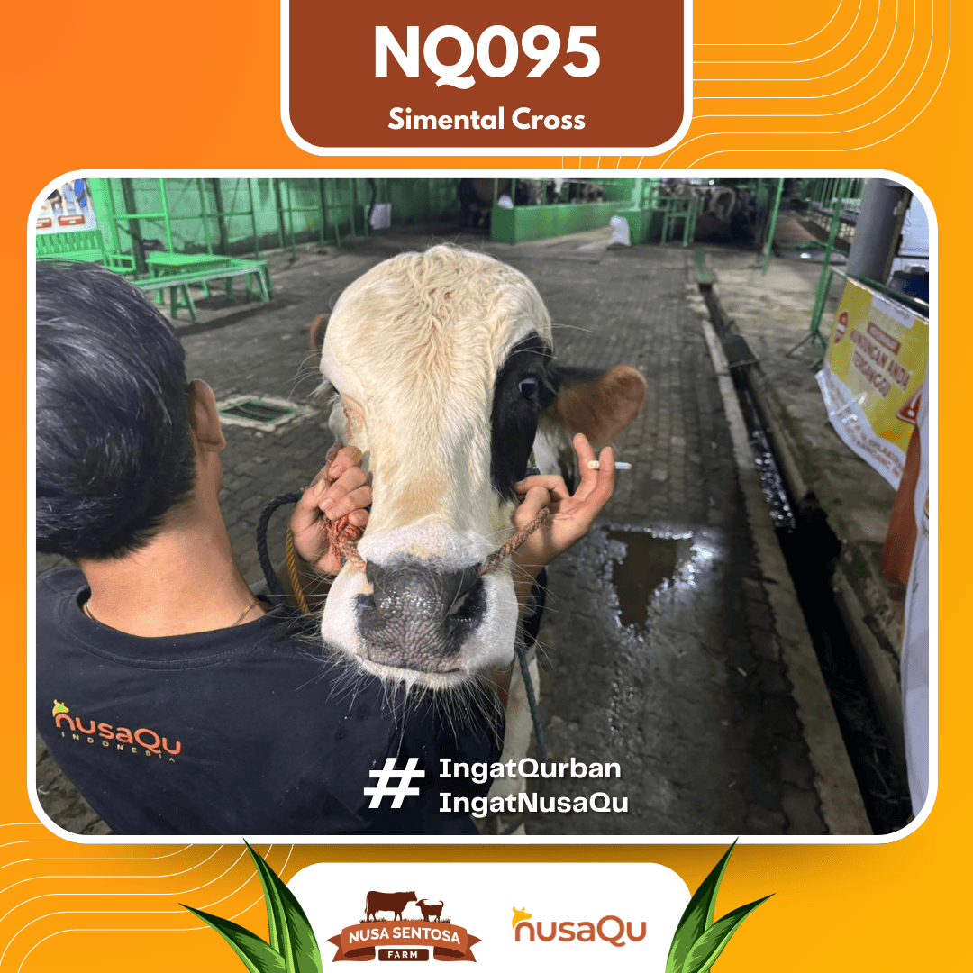 Sapi Simental Cross NQ095 2026 Bobot 575Kg foto 2