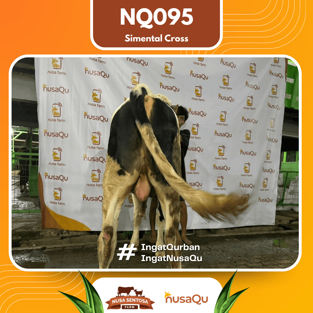Sapi Simental Cross NQ095 2026 Bobot 575Kg foto 3