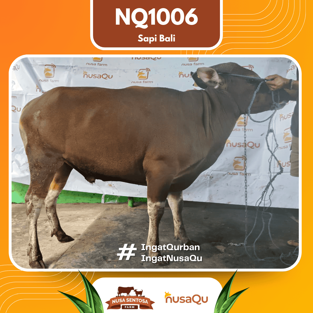 Sapi Sapi bali NQ1006 2026 Bobot 417Kg