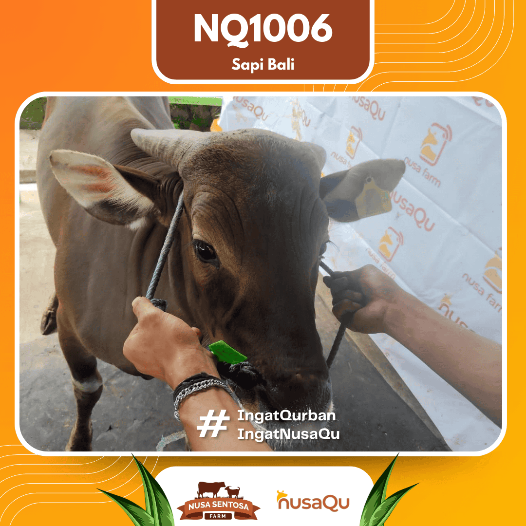 Sapi Sapi bali NQ1006 2026 Bobot 417Kg foto 2