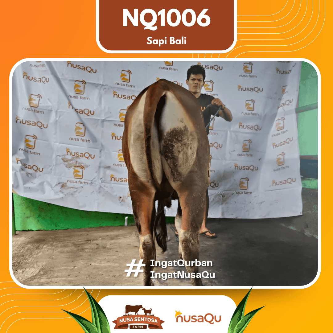 Sapi Sapi bali NQ1006 2026 Bobot 417Kg foto 3