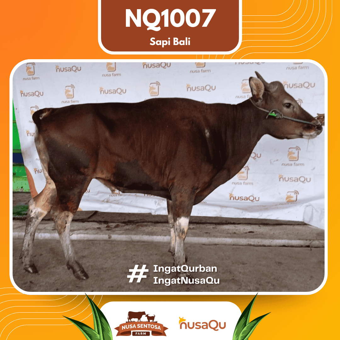 Sapi Sapi Bali NQ1007 2026 Bobot 424Kg