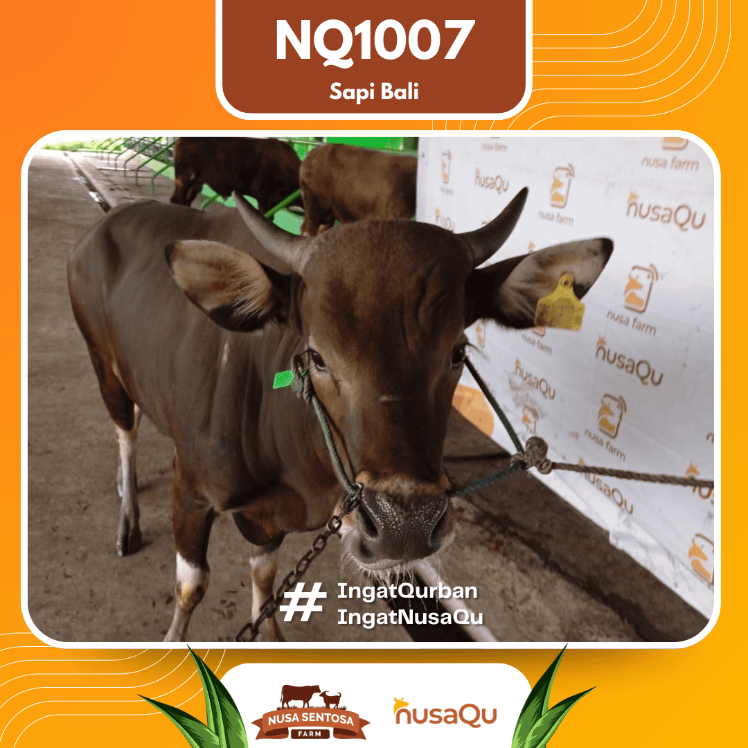 Sapi Sapi Bali NQ1007 2026 Bobot 424Kg foto 2