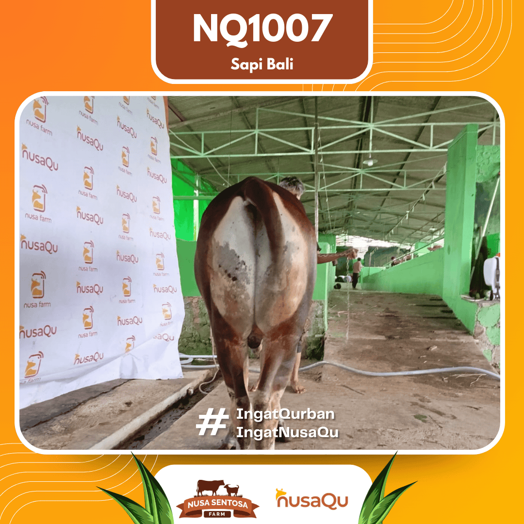 Sapi Sapi Bali NQ1007 2026 Bobot 424Kg foto 3