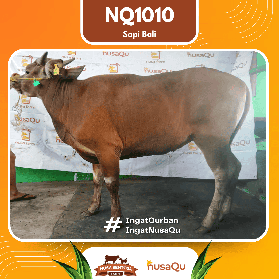 Sapi Sapi Bali NQ1010 2026 Bobot 425Kg