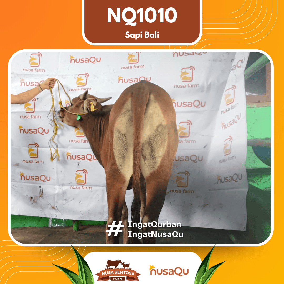 Sapi Sapi Bali NQ1010 2026 Bobot 425Kg foto 3