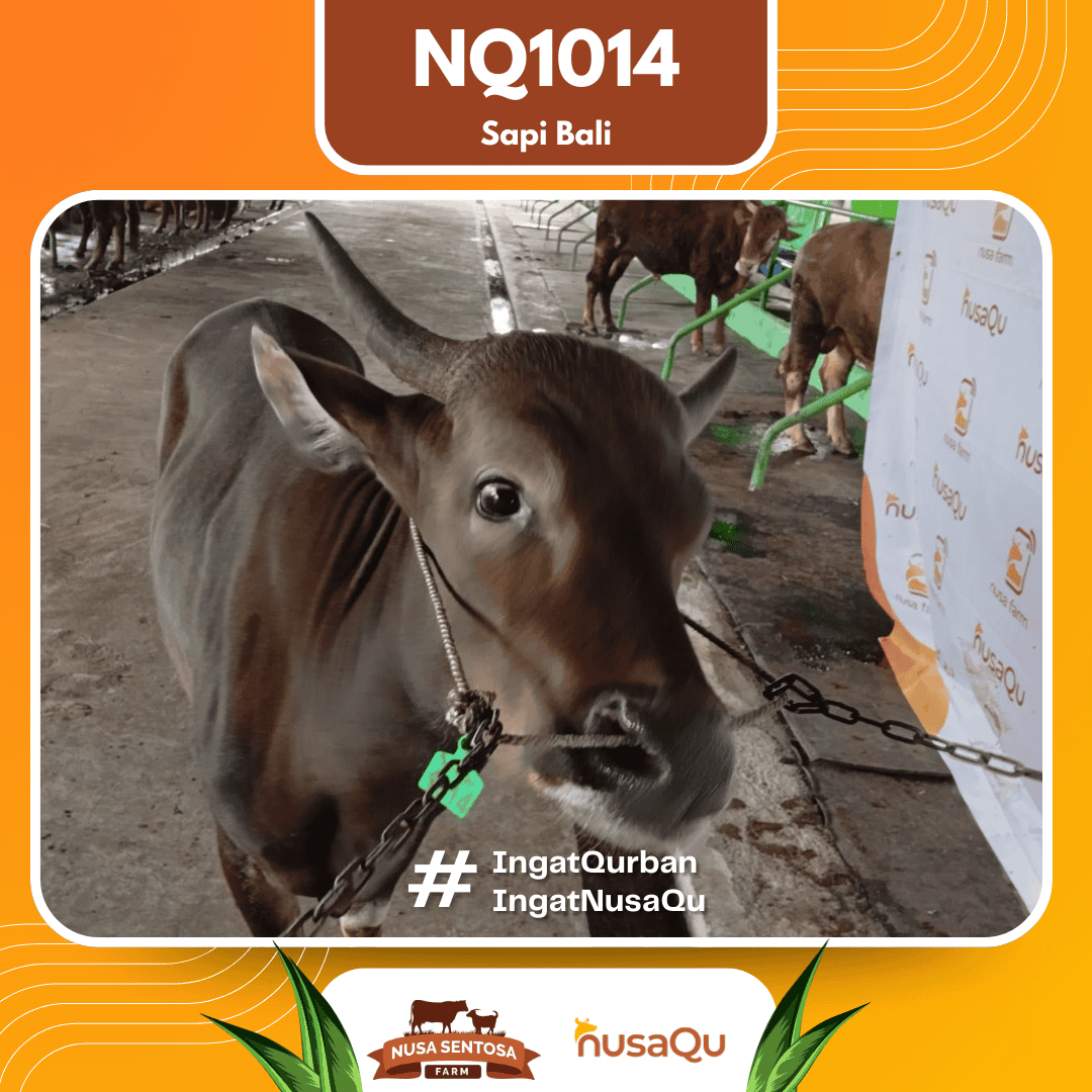 Sapi Sapi Bali NQ1014 2026 Bobot 424Kg foto 2