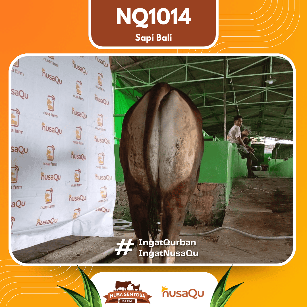 Sapi Sapi Bali NQ1014 2026 Bobot 424Kg foto 3