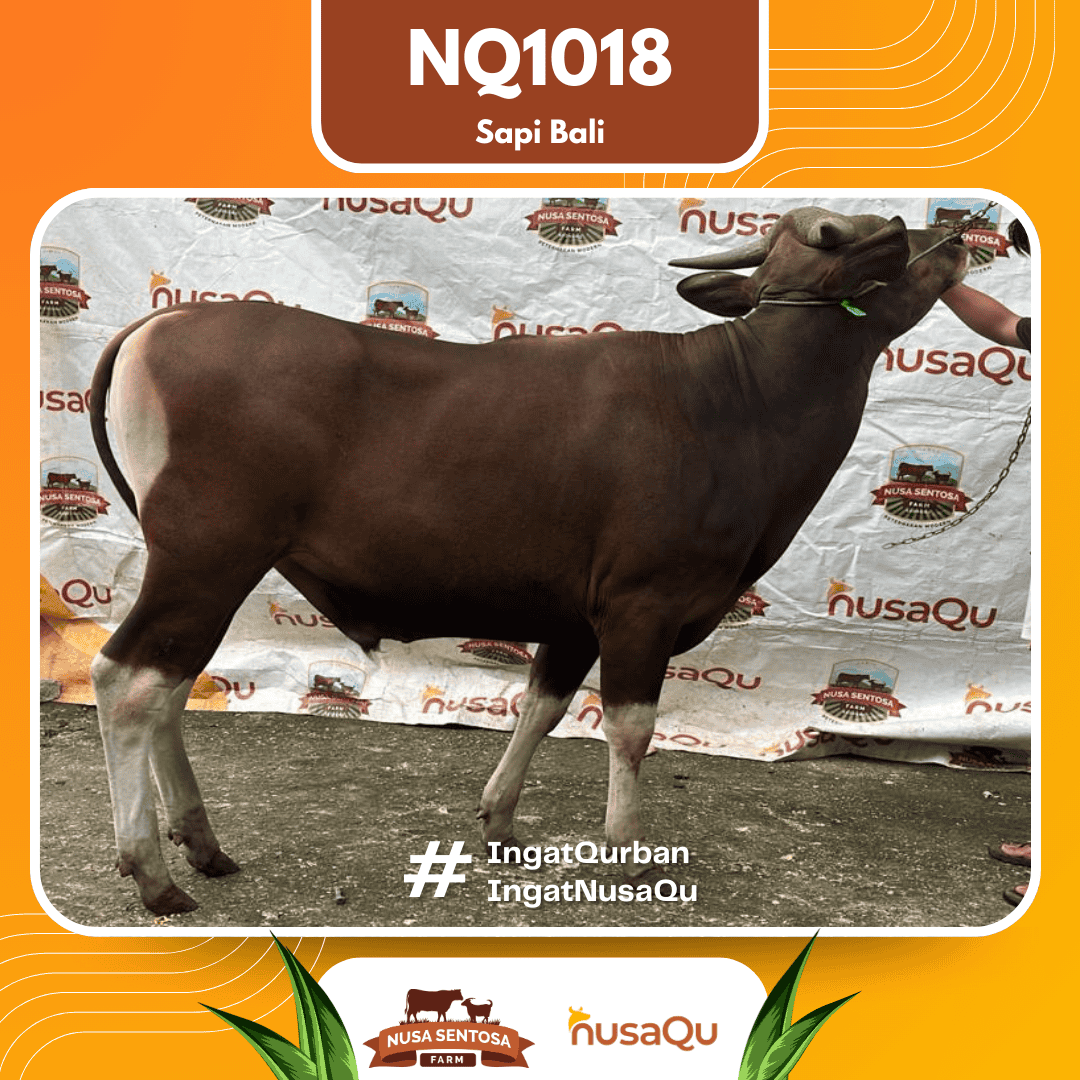 Sapi Sapi Bali NQ1018 2026 Bobot 422Kg
