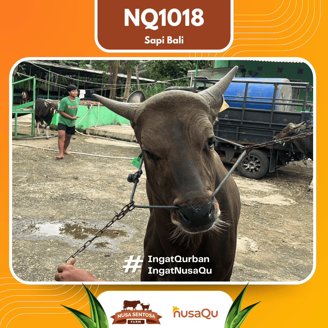 Sapi Sapi Bali NQ1018 2026 Bobot 422Kg foto 2