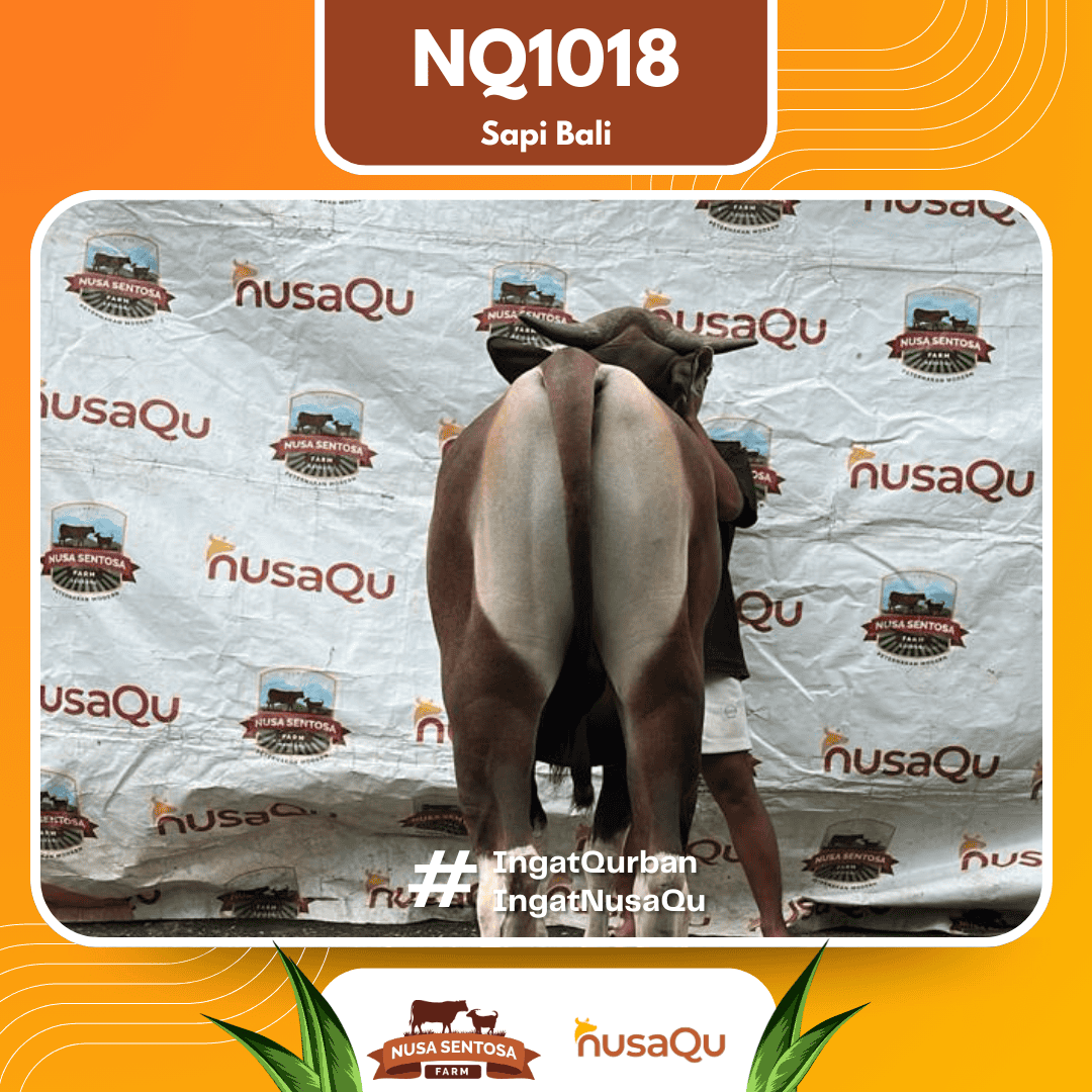 Sapi Sapi Bali NQ1018 2026 Bobot 422Kg foto 3