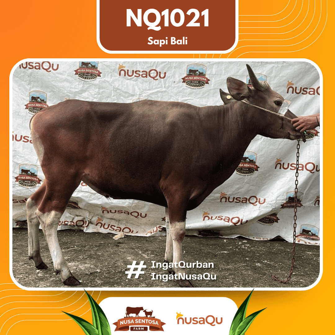 Sapi Sapi Bali NQ1021 2026 Bobot 413Kg