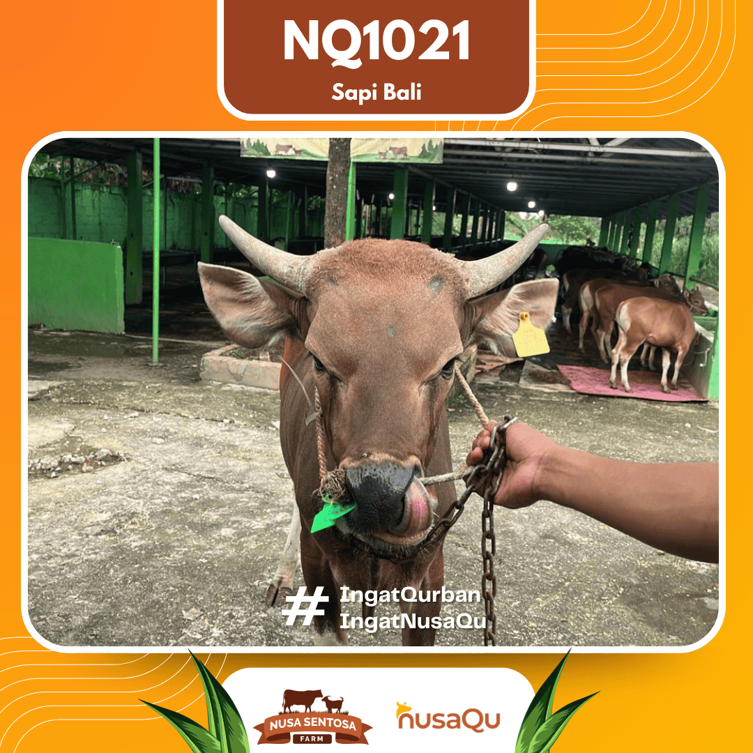 Sapi Sapi Bali NQ1021 2026 Bobot 413Kg foto 2