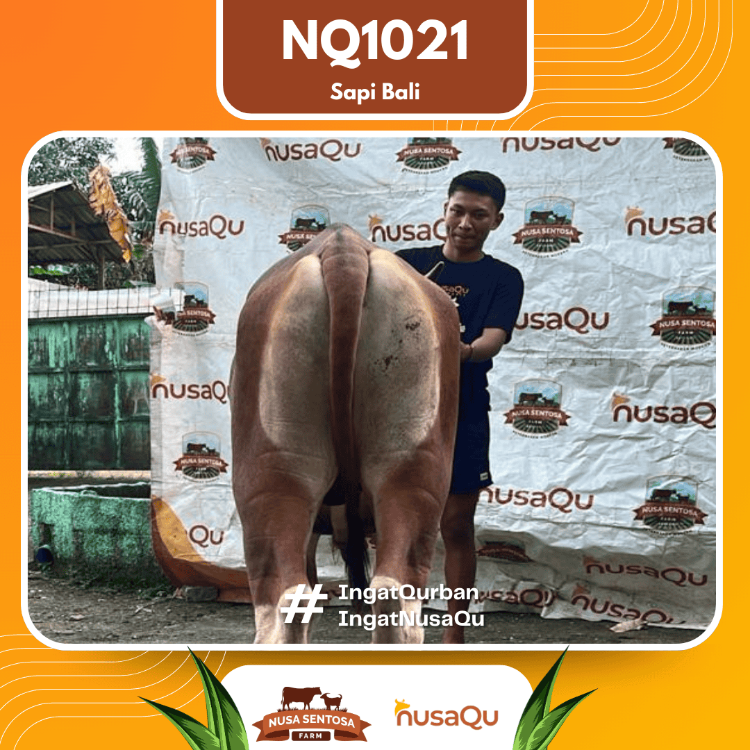 Sapi Sapi Bali NQ1021 2026 Bobot 413Kg foto 3