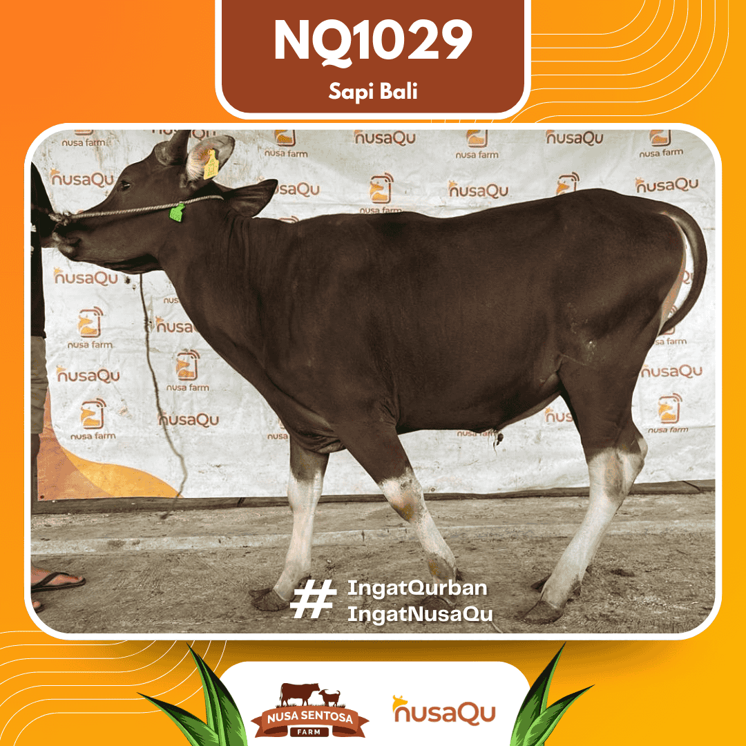 Sapi Sapi Bali NQ1029 2026 Bobot 387Kg