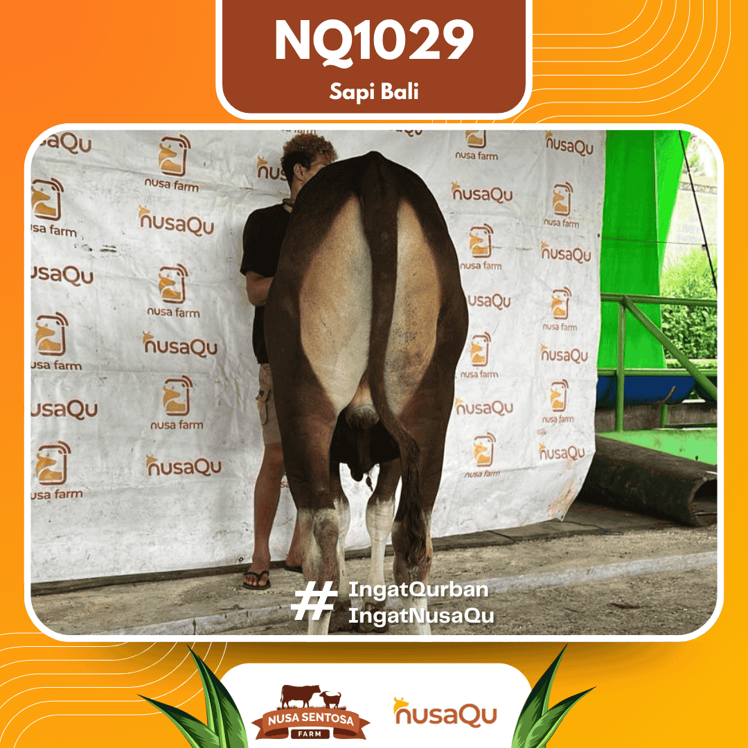 Sapi Sapi Bali NQ1029 2026 Bobot 387Kg foto 3