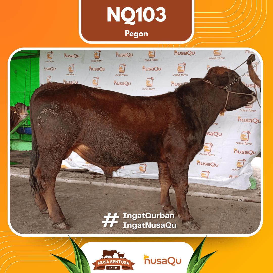 Sapi Pegon NQ103 2026 Bobot 650Kg