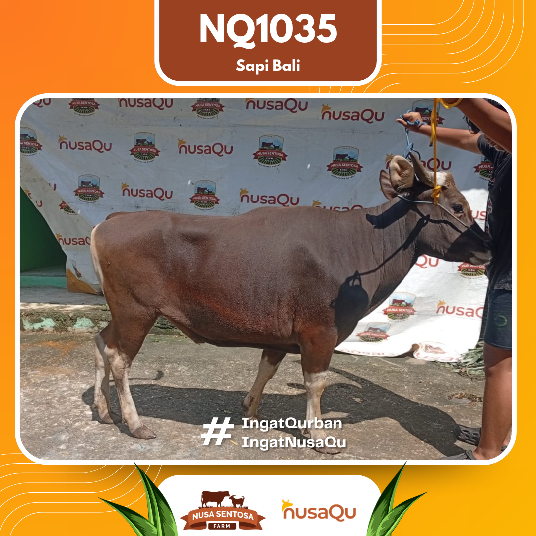 Sapi Sapi Bali NQ1035 2026 Bobot 449Kg