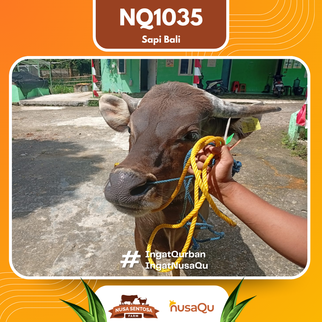 Sapi Sapi Bali NQ1035 2026 Bobot 449Kg foto 2