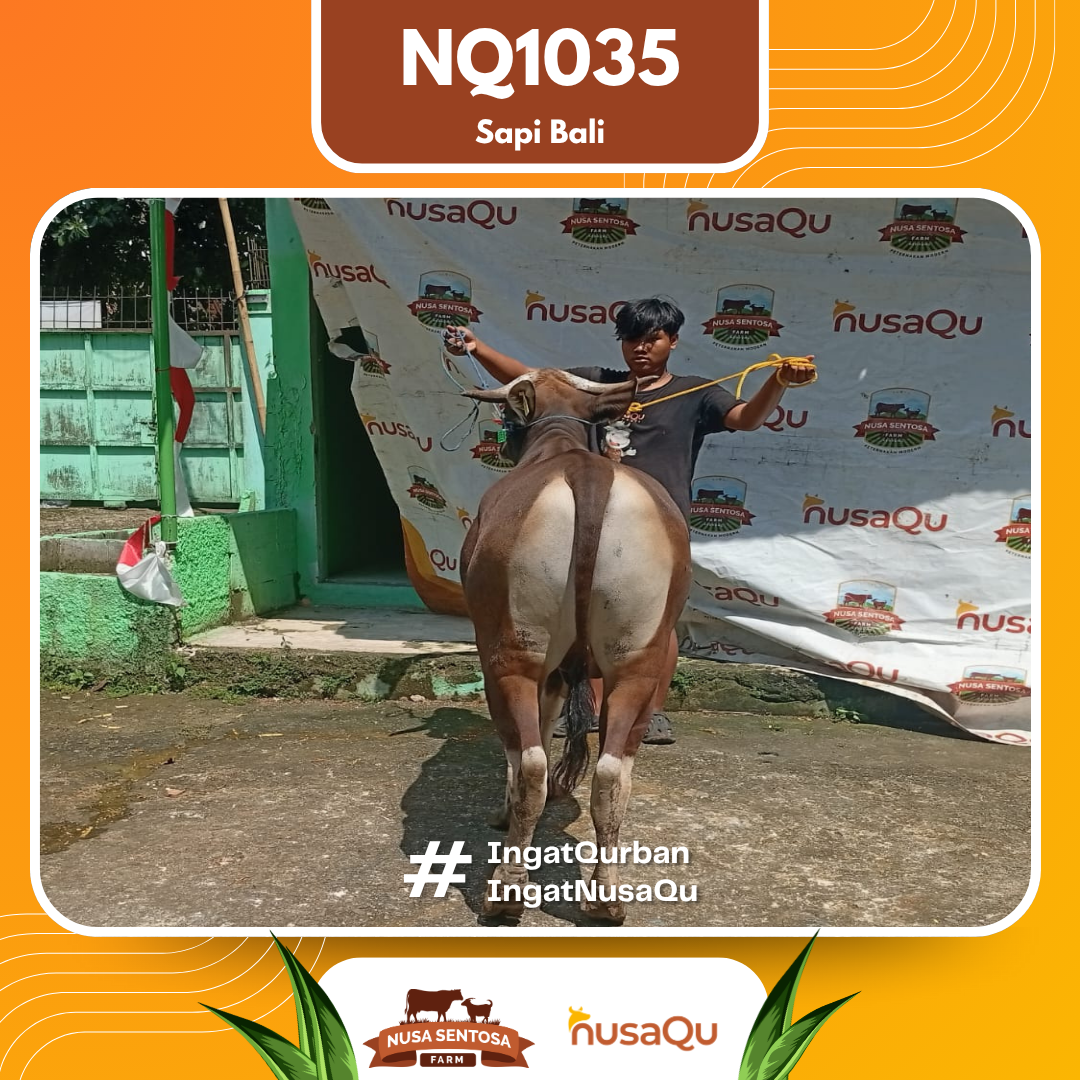 Sapi Sapi Bali NQ1035 2026 Bobot 449Kg foto 3