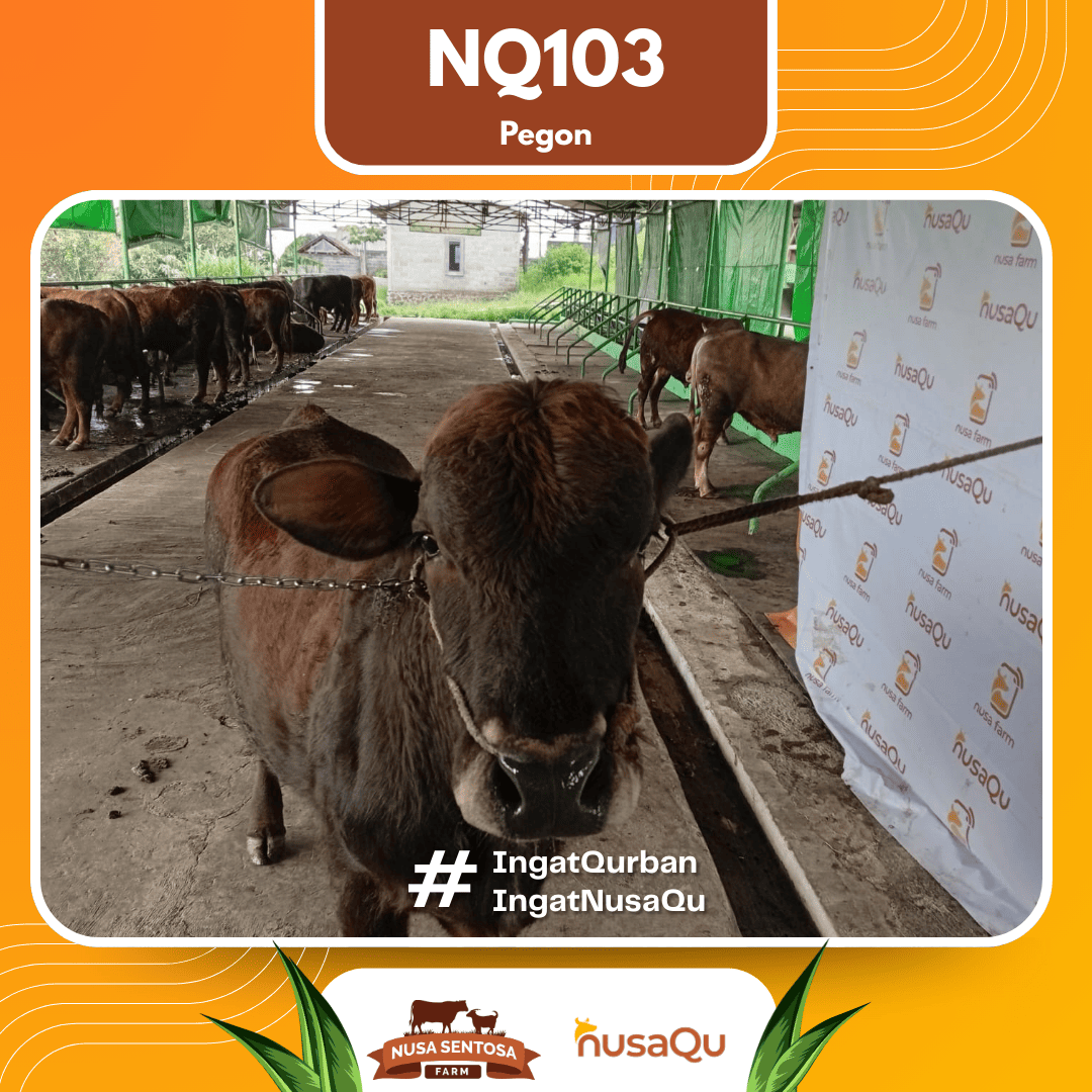 Sapi Pegon NQ103 2026 Bobot 650Kg foto 2