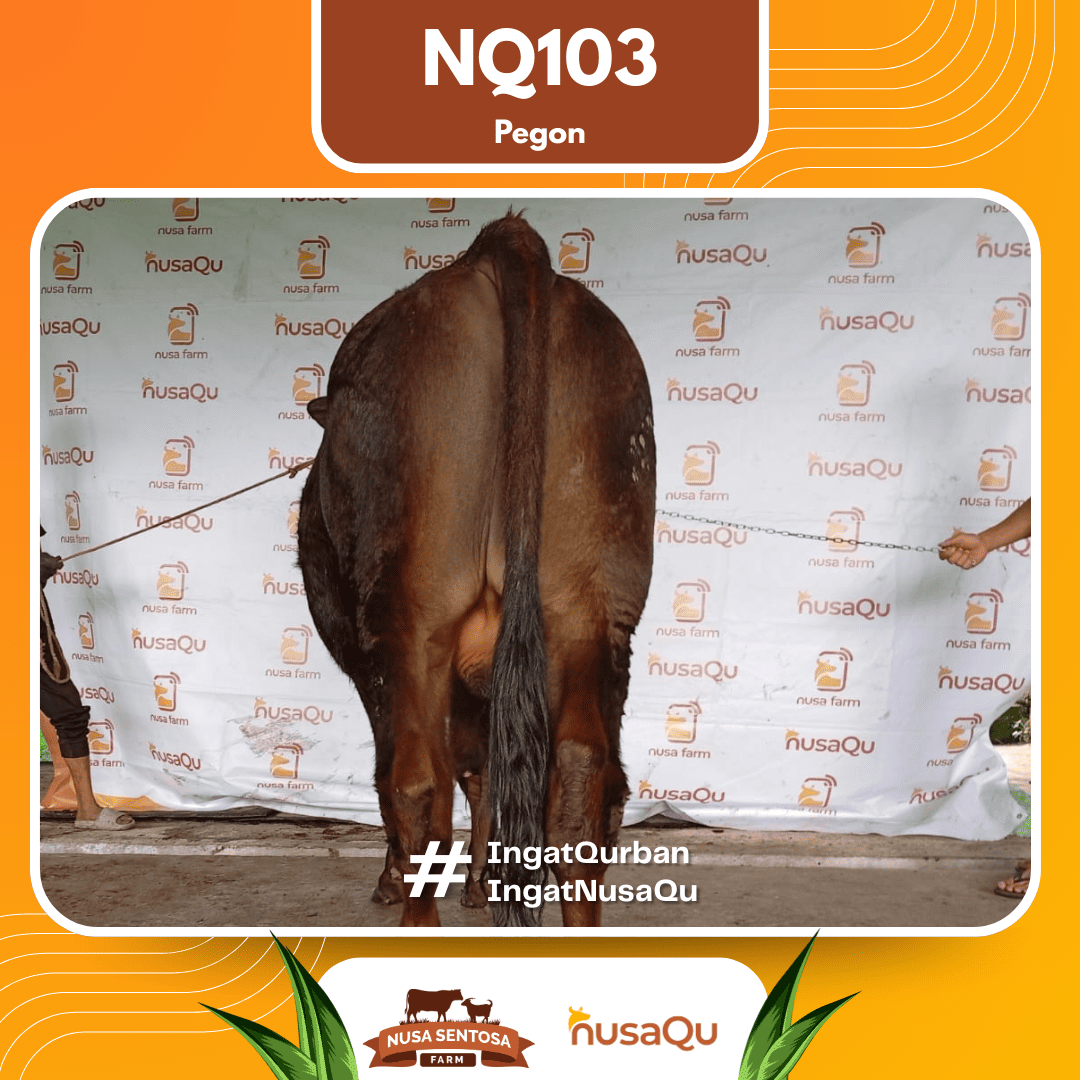 Sapi Pegon NQ103 2026 Bobot 650Kg foto 3
