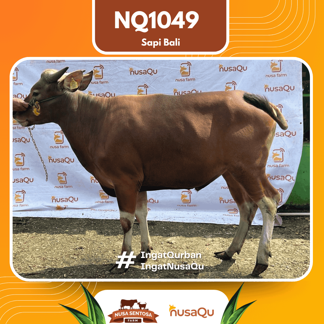 Sapi Sapi Bali NQ1049 2026 Bobot 418Kg