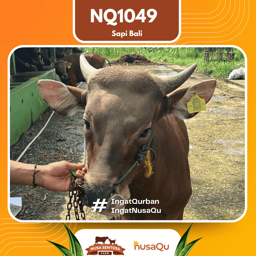 Sapi Sapi Bali NQ1049 2026 Bobot 418Kg foto 2