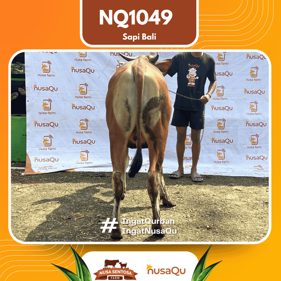 Sapi Sapi Bali NQ1049 2026 Bobot 418Kg foto 3