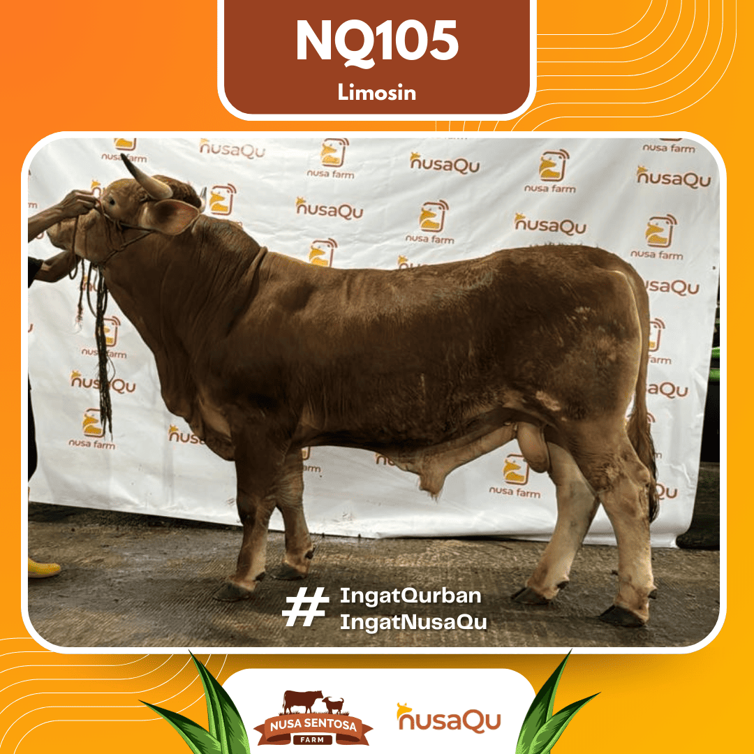 Sapi Limosin NQ105 2026 Bobot 675Kg