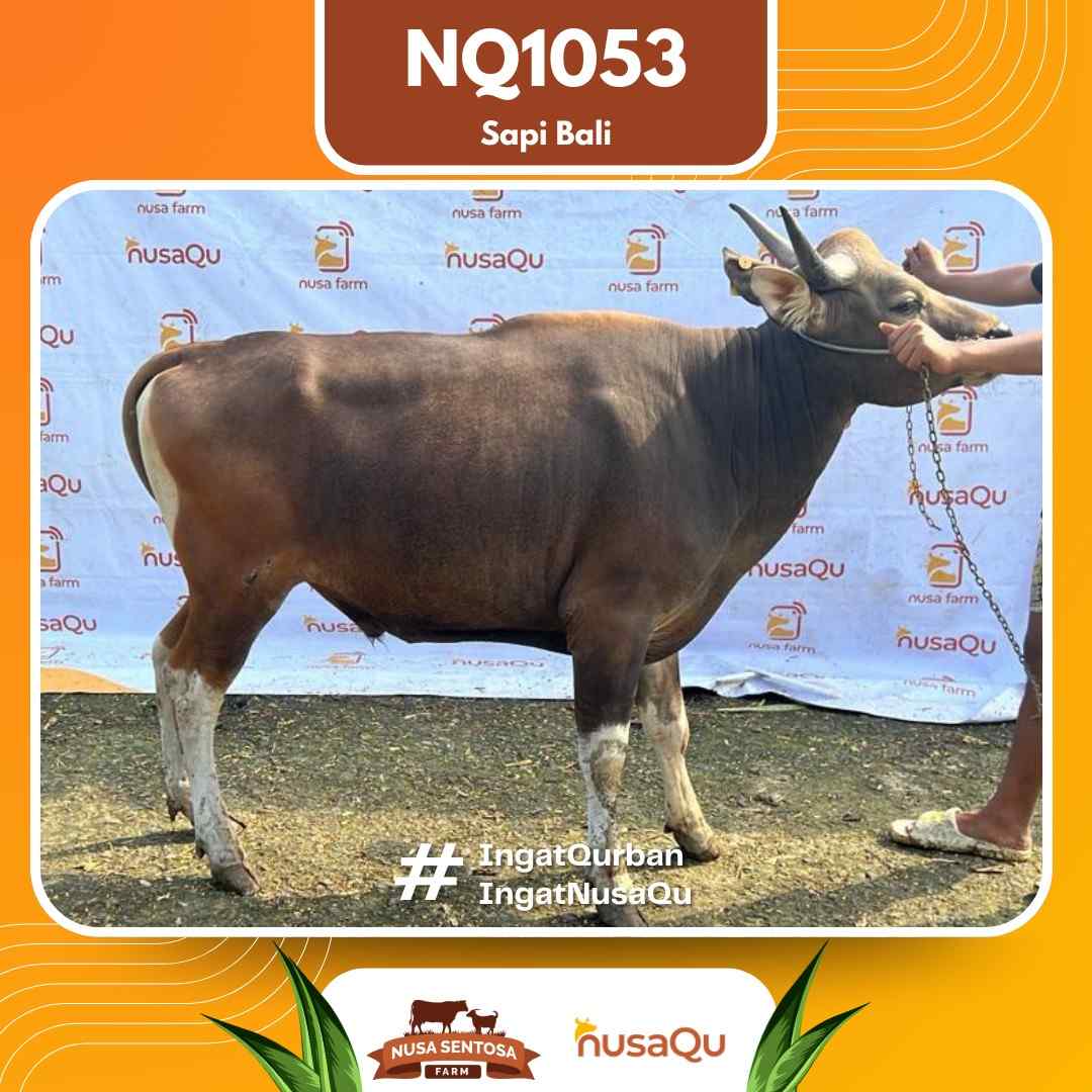Sapi Sapi bali NQ1053 2026 Bobot 420Kg