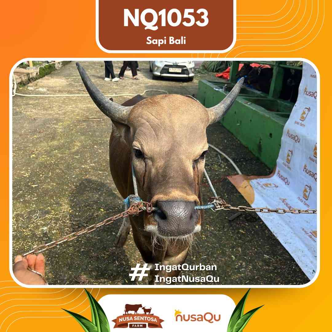 Sapi Sapi bali NQ1053 2026 Bobot 420Kg foto 2