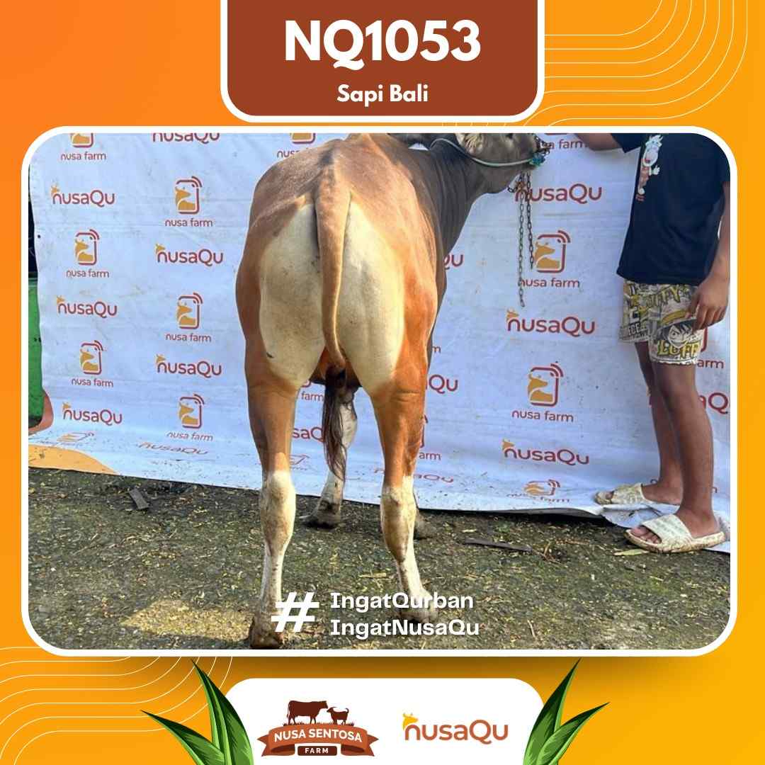 Sapi Sapi bali NQ1053 2026 Bobot 420Kg foto 3