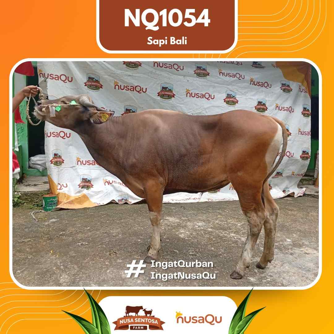 Sapi Sapi bali NQ1054 2026 Bobot 465Kg