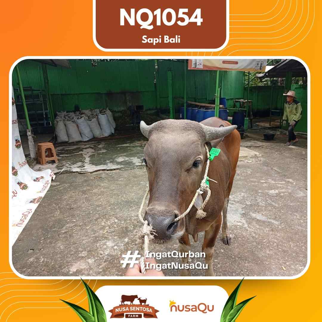 Sapi Sapi bali NQ1054 2026 Bobot 465Kg foto 2