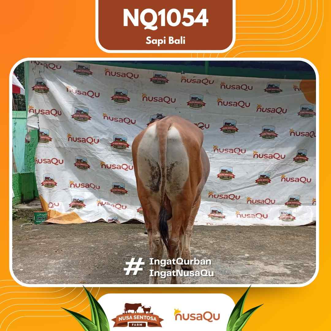 Sapi Sapi bali NQ1054 2026 Bobot 465Kg foto 3