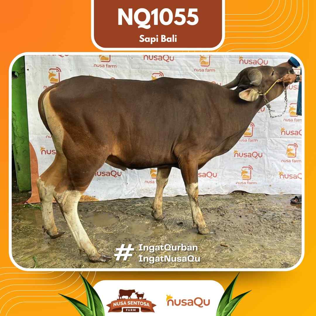 Sapi Sapi bali NQ1055 2026 Bobot 414Kg
