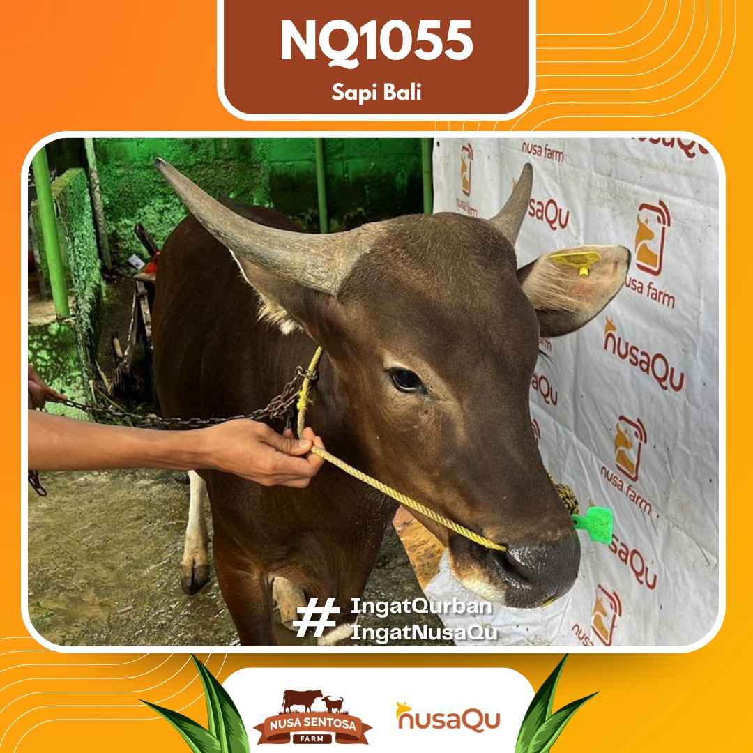 Sapi Sapi bali NQ1055 2026 Bobot 414Kg foto 2