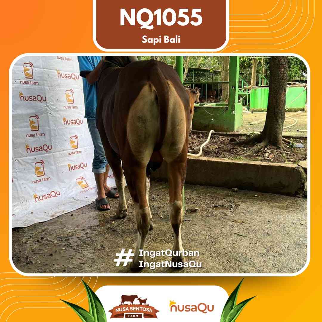 Sapi Sapi bali NQ1055 2026 Bobot 414Kg foto 3