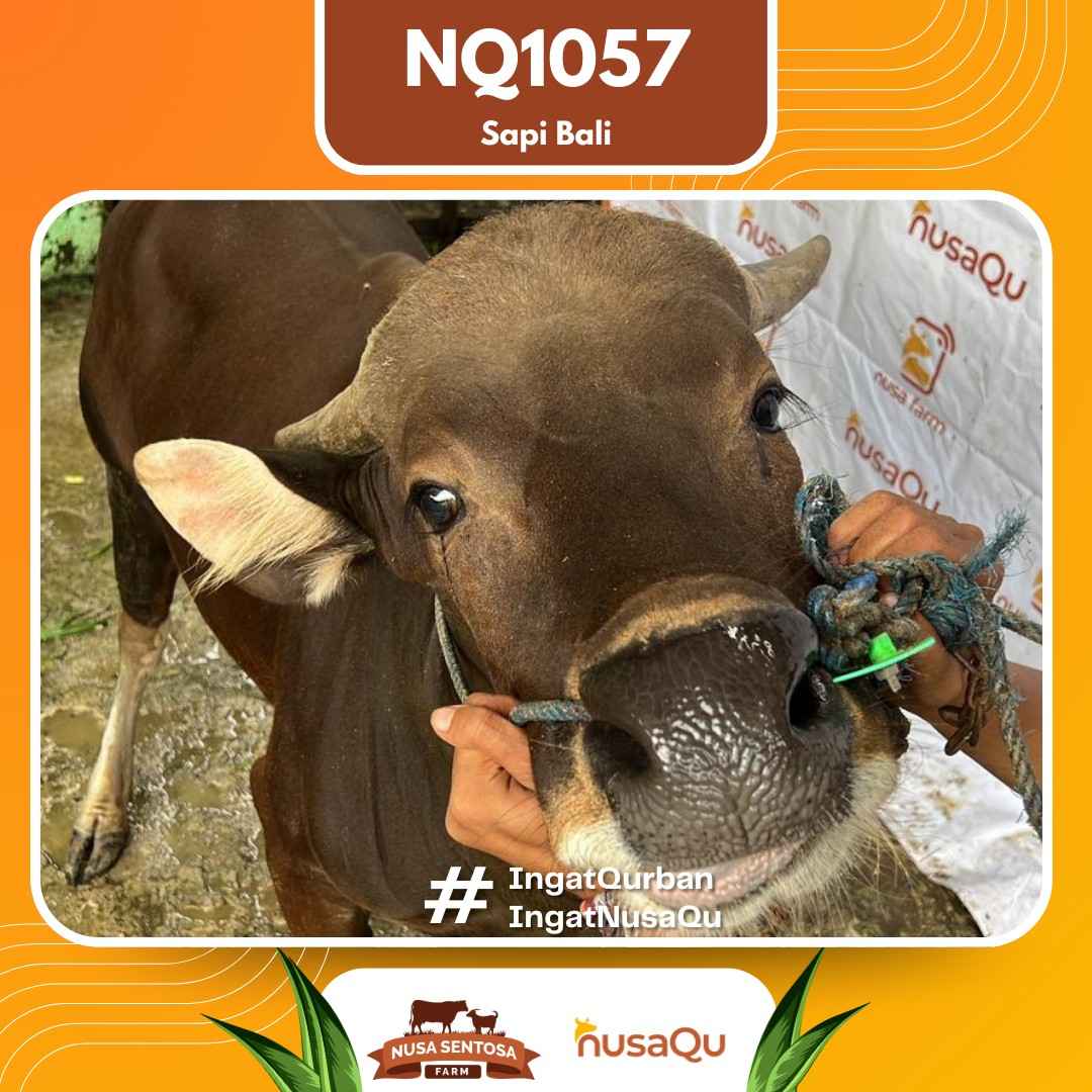 Sapi Sapi bali NQ1057 2026 Bobot 468Kg foto 2