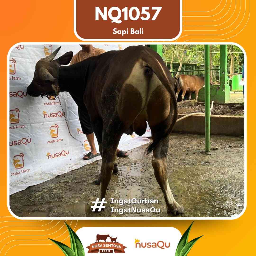 Sapi Sapi bali NQ1057 2026 Bobot 468Kg foto 3