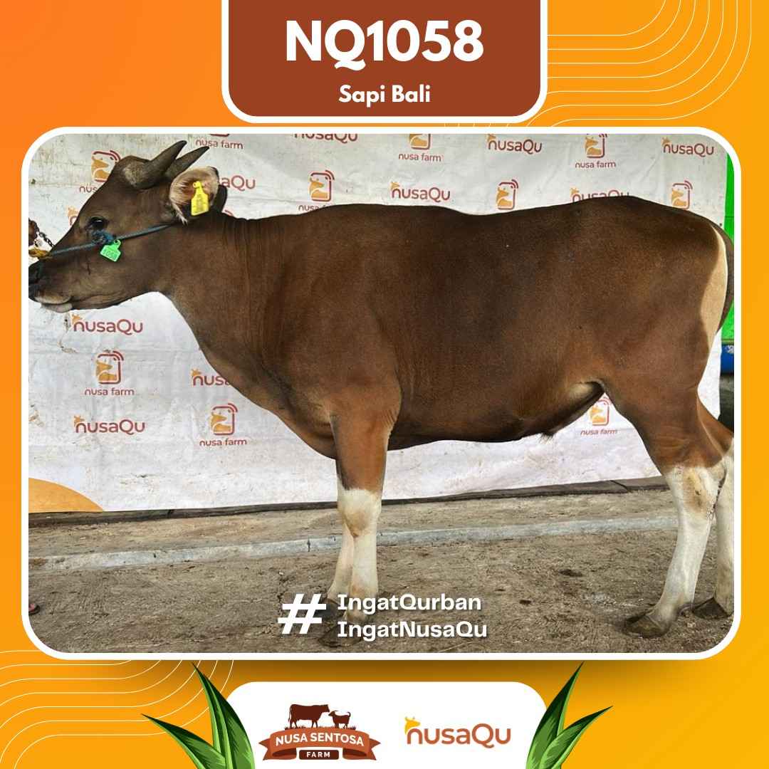 Sapi Sapi bali NQ1058 2026 Bobot 411Kg