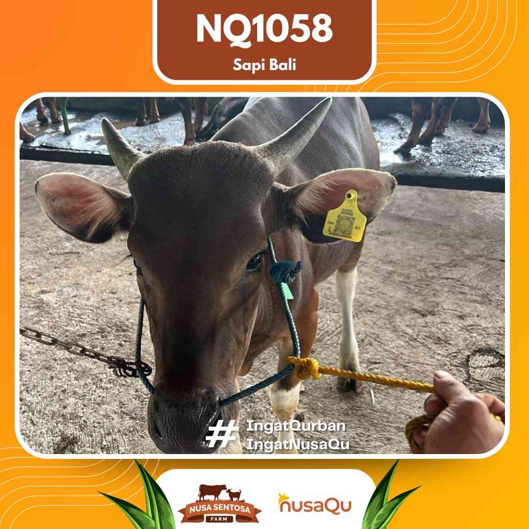 Sapi Sapi bali NQ1058 2026 Bobot 411Kg foto 2