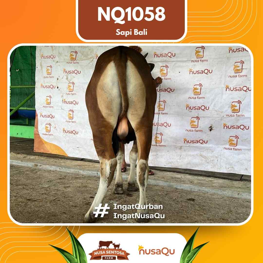 Sapi Sapi bali NQ1058 2026 Bobot 411Kg foto 3