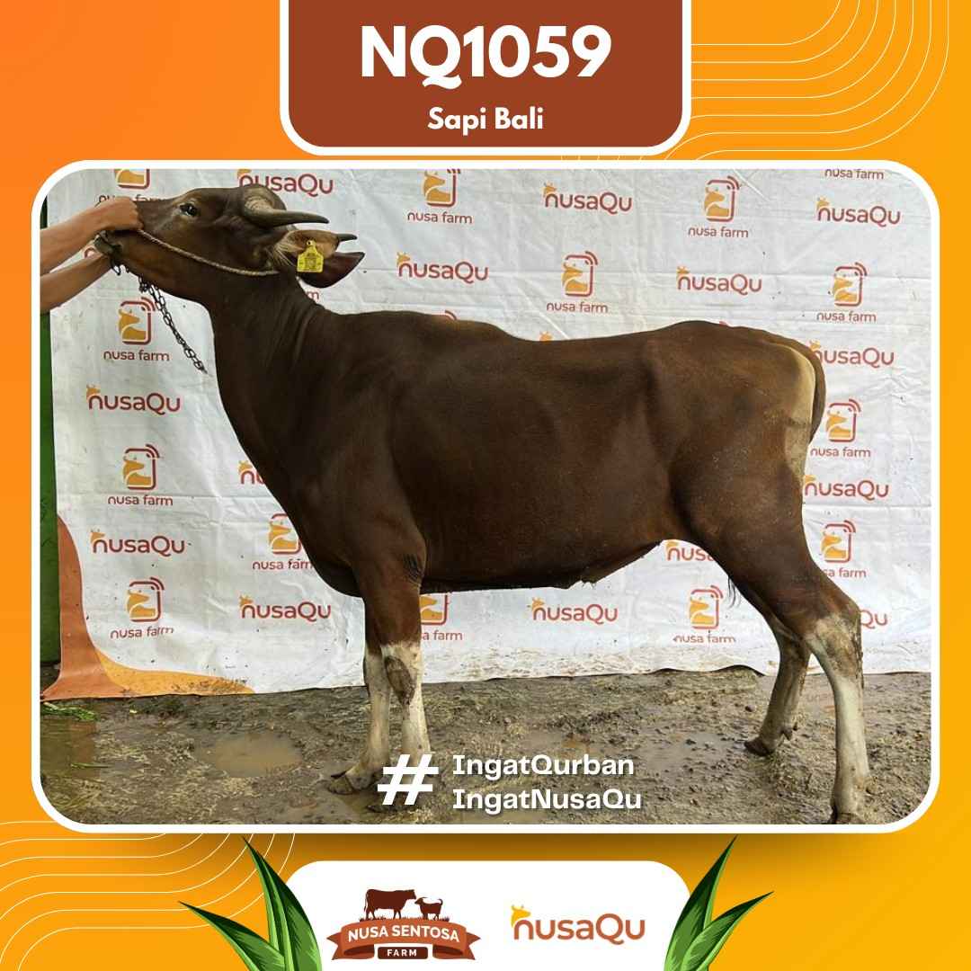 Sapi Sapi bali NQ1059 2026 Bobot 421Kg