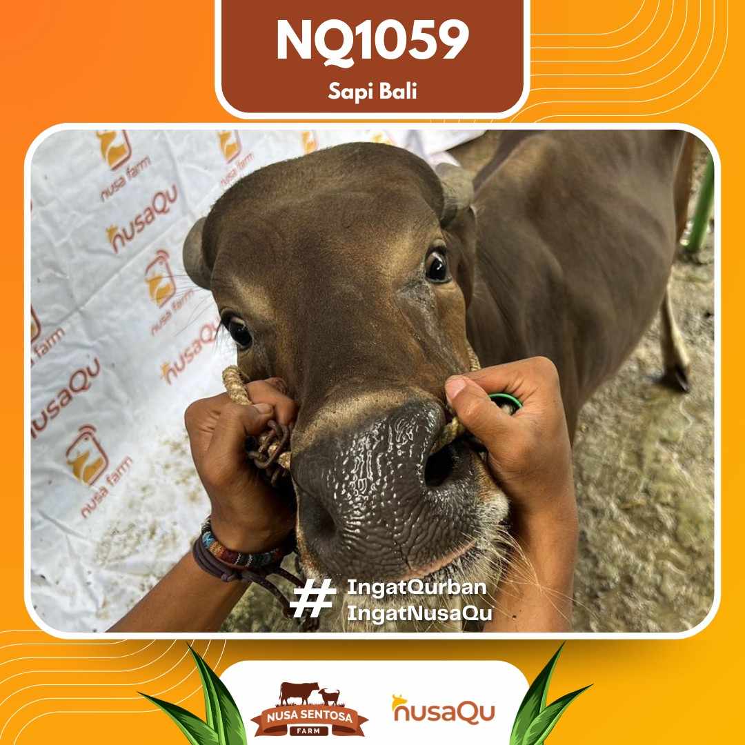 Sapi Sapi bali NQ1059 2026 Bobot 421Kg foto 2