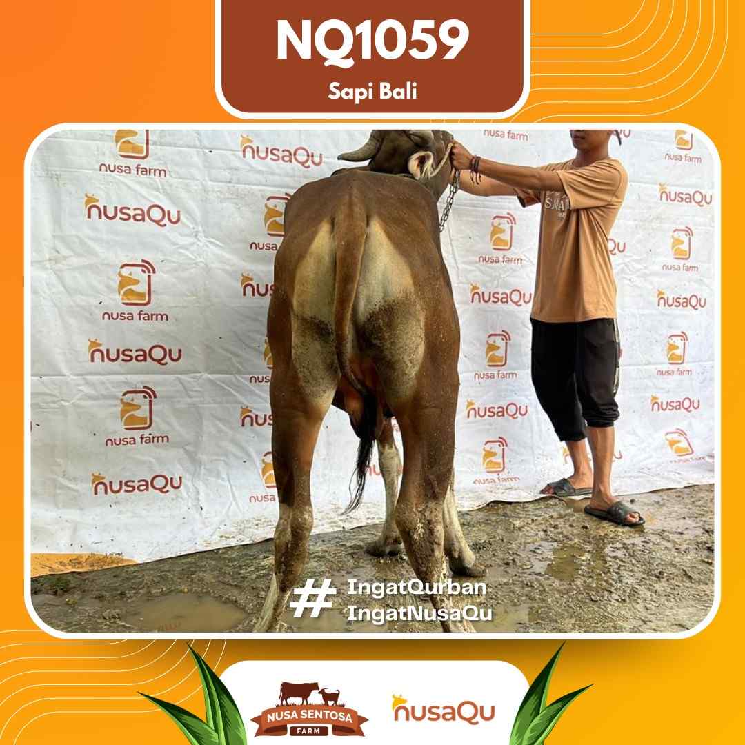 Sapi Sapi bali NQ1059 2026 Bobot 421Kg foto 3